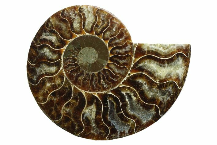 Cut & Polished Ammonite Fossil (Half) - Madagascar #354130